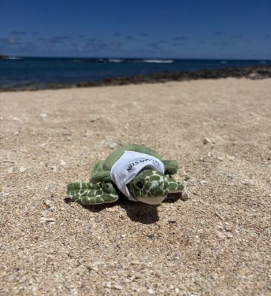 Picture of The Westin Hapuna Beach Resort Turtle
