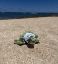 Picture of The Westin Hapuna Beach Resort Turtle